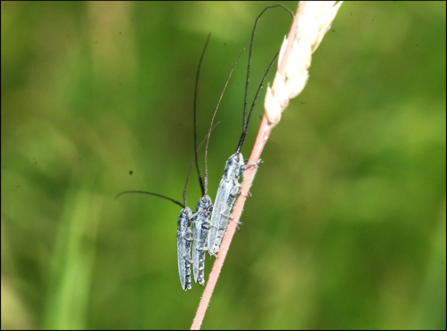 tutti insieme appassionatamente: Calamobius filum